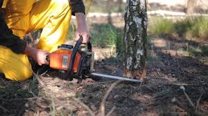 Best Tree Preservation Services  in Biggs, CA